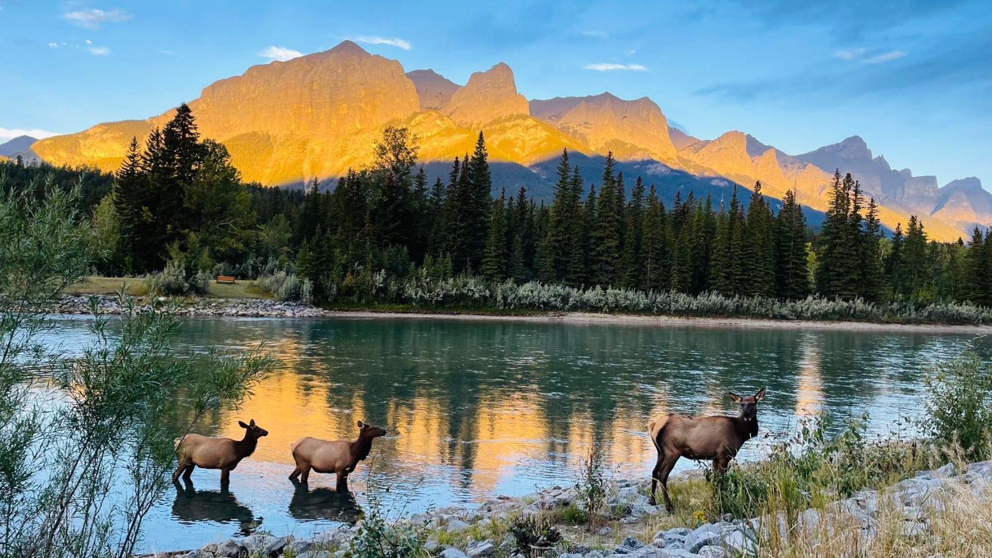 #202 Cozy Mountain View 2 Bedrooms In Dt Canmore Dış mekan fotoğraf